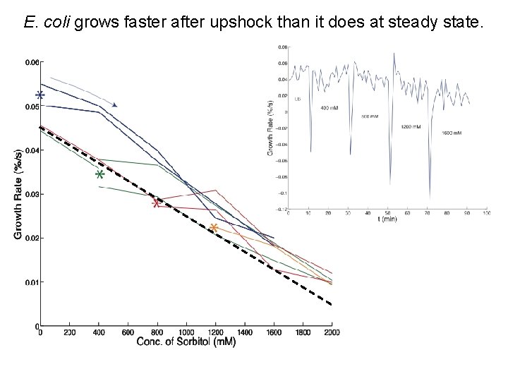 E. coli grows faster after upshock than it does at steady state. 