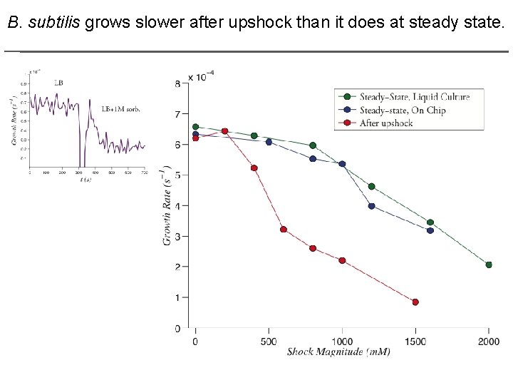 B. subtilis grows slower after upshock than it does at steady state. 