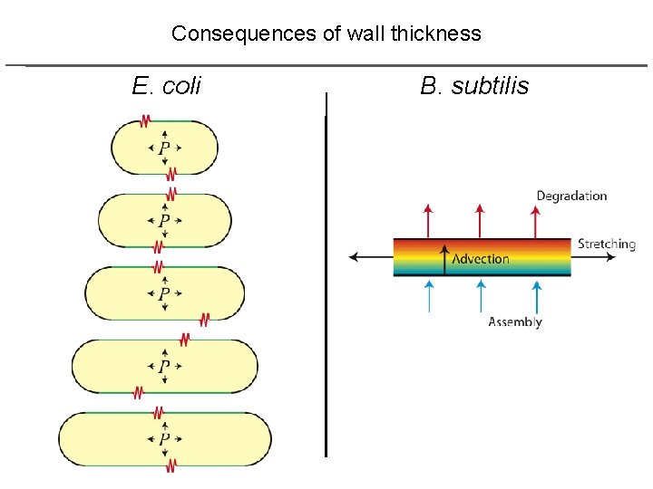 Consequences of wall thickness E. coli B. subtilis 