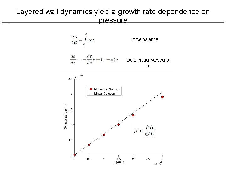 Layered wall dynamics yield a growth rate dependence on pressure Force balance Deformation/Advectio n