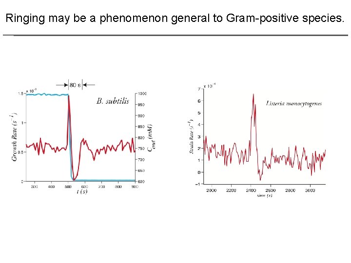 Ringing may be a phenomenon general to Gram-positive species. 