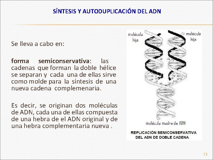 SÍNTESIS Y AUTODUPLICACIÓN DEL ADN Se lleva a cabo en: forma semiconservativa: las cadenas