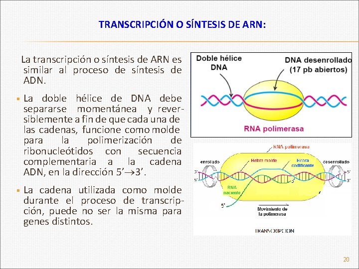 TRANSCRIPCIÓN O SÍNTESIS DE ARN: La transcripción o síntesis de ARN es similar al