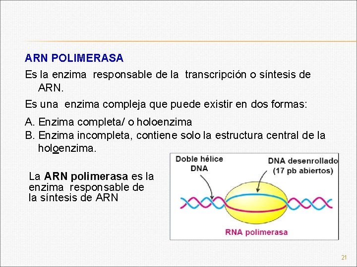 ARN POLIMERASA Es la enzima responsable de la transcripción o síntesis de ARN. Es