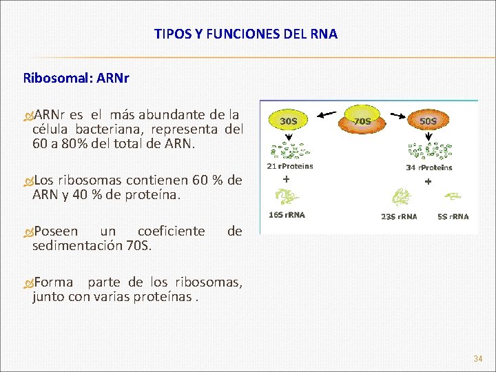 TIPOS Y FUNCIONES DEL RNA Ribosomal: ARNr es el más abundante de la célula