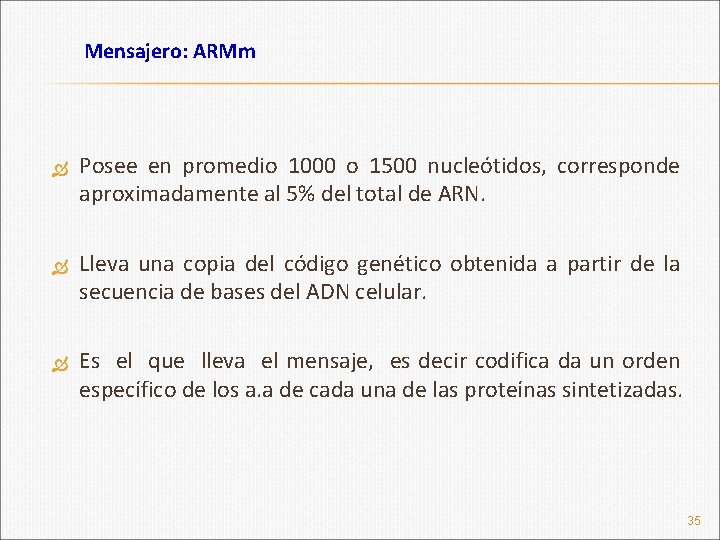 Mensajero: ARMm Posee en promedio 1000 o 1500 nucleótidos, corresponde aproximadamente al 5% del