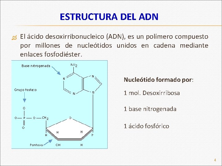 ESTRUCTURA DEL ADN El ácido desoxirribonucleico (ADN), es un polímero compuesto por millones de