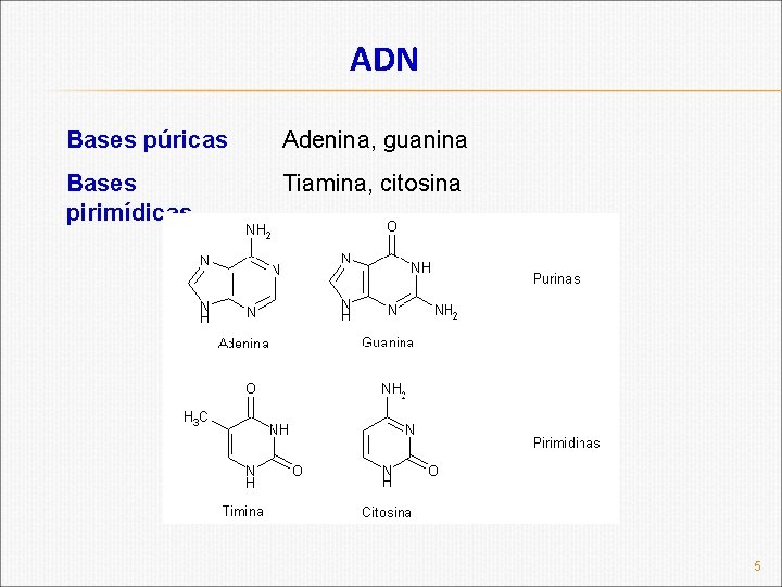 ADN Bases púricas Adenina, guanina Bases pirimídicas Tiamina, citosina 5 