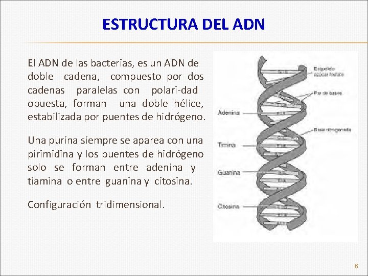 ESTRUCTURA DEL ADN El ADN de las bacterias, es un ADN de doble cadena,