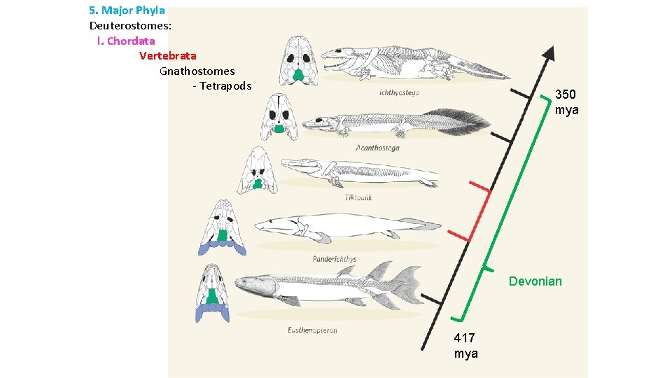 5. Major Phyla Deuterostomes: l. Chordata Vertebrata Gnathostomes - Tetrapods 350 mya Devonian 417