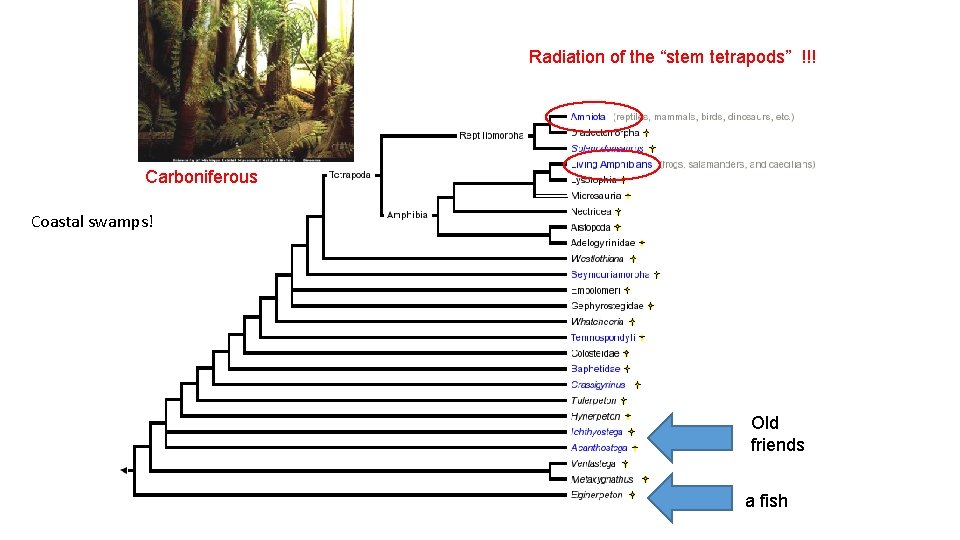 Radiation of the “stem tetrapods” !!! Carboniferous Coastal swamps! Old friends a fish 