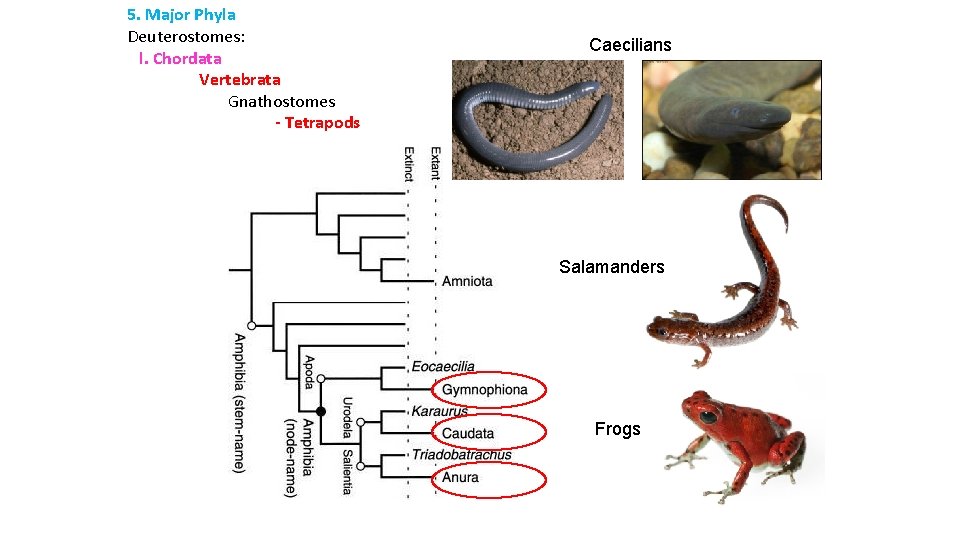 5. Major Phyla Deuterostomes: l. Chordata Vertebrata Gnathostomes - Tetrapods Caecilians Salamanders Frogs 