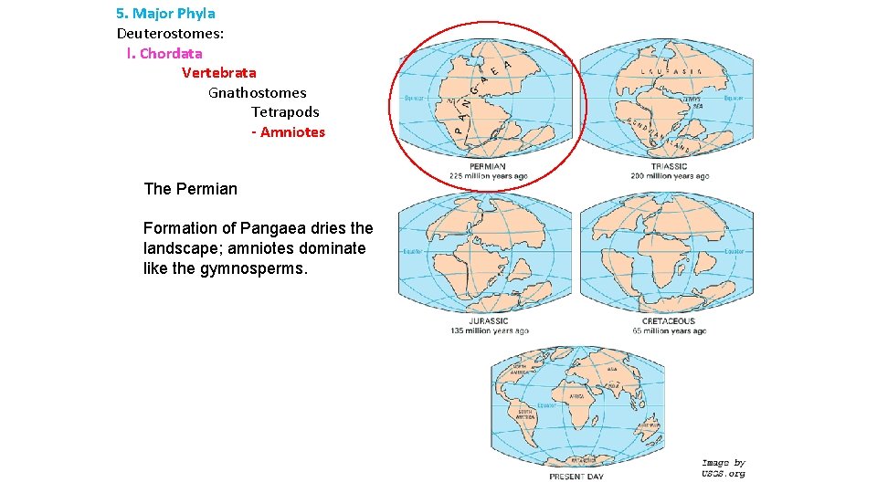 5. Major Phyla Deuterostomes: l. Chordata Vertebrata Gnathostomes Tetrapods - Amniotes The Permian Formation