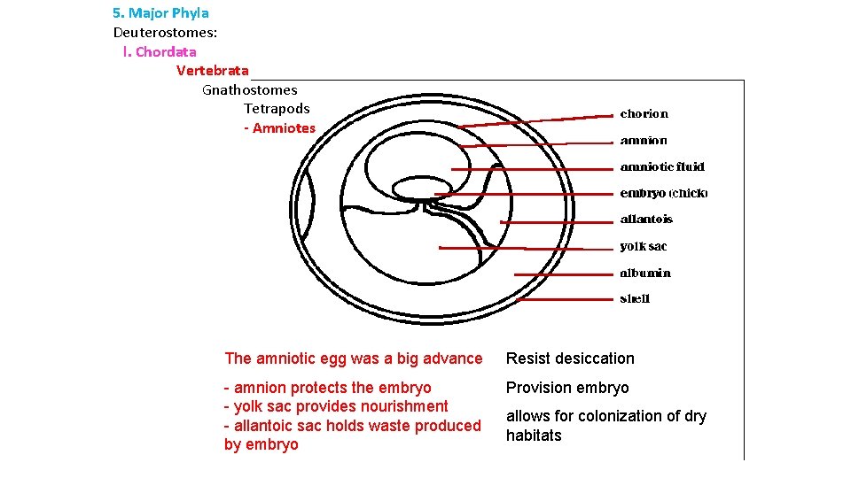 5. Major Phyla Deuterostomes: l. Chordata Vertebrata Gnathostomes Tetrapods - Amniotes The amniotic egg