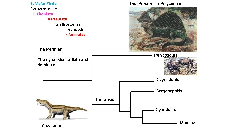 5. Major Phyla Deuterostomes: l. Chordata Vertebrata Gnathostomes Tetrapods - Amniotes Dimetrodon – a