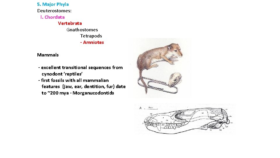 5. Major Phyla Deuterostomes: l. Chordata Vertebrata Gnathostomes Tetrapods - Amniotes Mammals - excellent