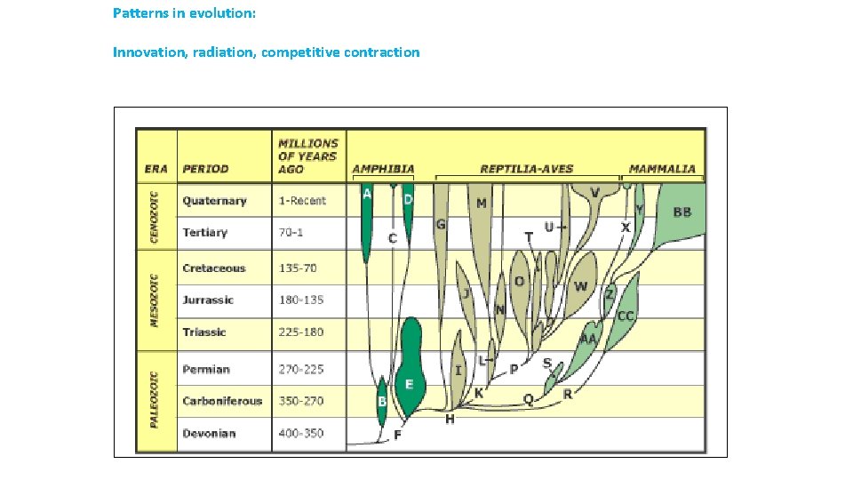 Patterns in evolution: Innovation, radiation, competitive contraction 