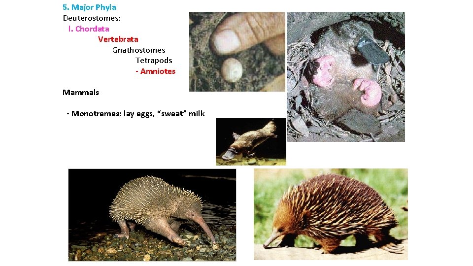 5. Major Phyla Deuterostomes: l. Chordata Vertebrata Gnathostomes Tetrapods - Amniotes Mammals - Monotremes: