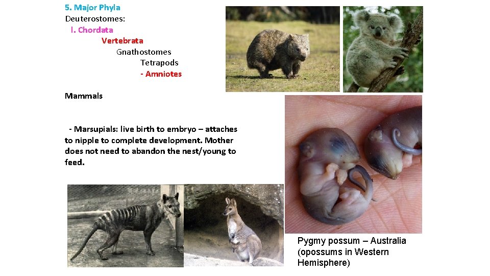 5. Major Phyla Deuterostomes: l. Chordata Vertebrata Gnathostomes Tetrapods - Amniotes Mammals - Marsupials: