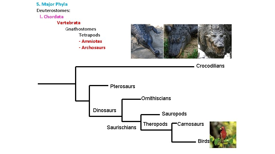 5. Major Phyla Deuterostomes: l. Chordata Vertebrata Gnathostomes Tetrapods - Amniotes - Archosaurs Crocodilians