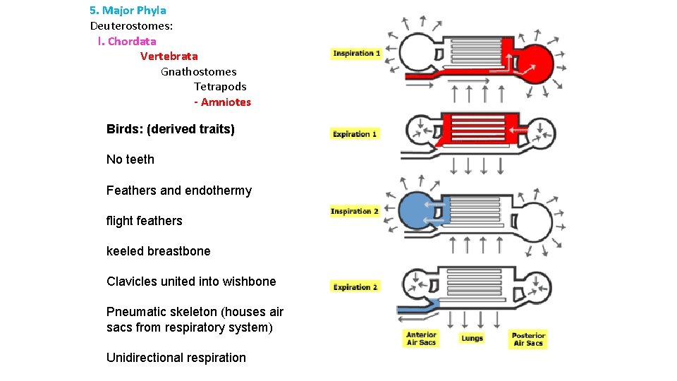 5. Major Phyla Deuterostomes: l. Chordata Vertebrata Gnathostomes Tetrapods - Amniotes Birds: (derived traits)