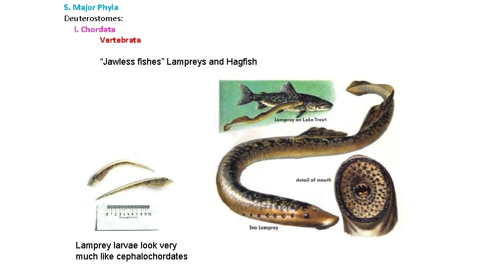 5. Major Phyla Deuterostomes: l. Chordata Vertebrata “Jawless fishes” Lampreys and Hagfish Lamprey larvae