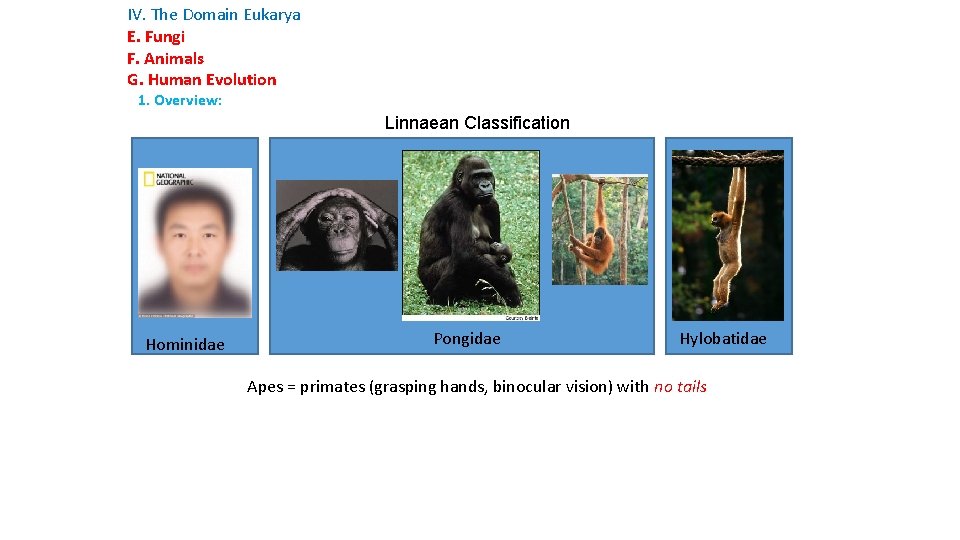 IV. The Domain Eukarya E. Fungi F. Animals G. Human Evolution 1. Overview: Linnaean