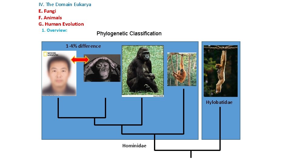 IV. The Domain Eukarya E. Fungi F. Animals G. Human Evolution 1. Overview: Phylogenetic