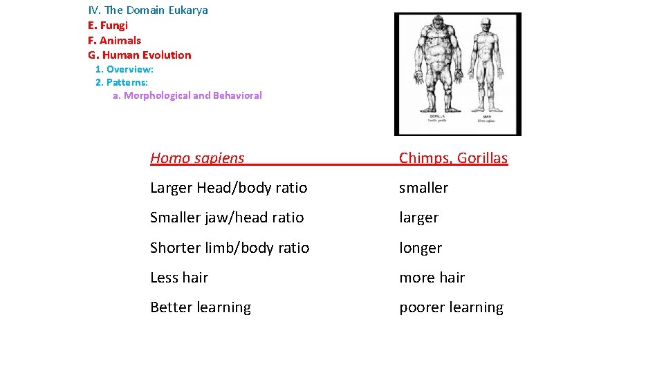 IV. The Domain Eukarya E. Fungi F. Animals G. Human Evolution 1. Overview: 2.