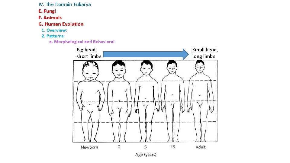 IV. The Domain Eukarya E. Fungi F. Animals G. Human Evolution 1. Overview: 2.