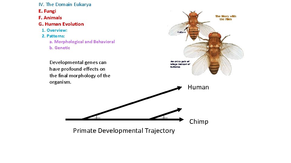 IV. The Domain Eukarya E. Fungi F. Animals G. Human Evolution 1. Overview: 2.