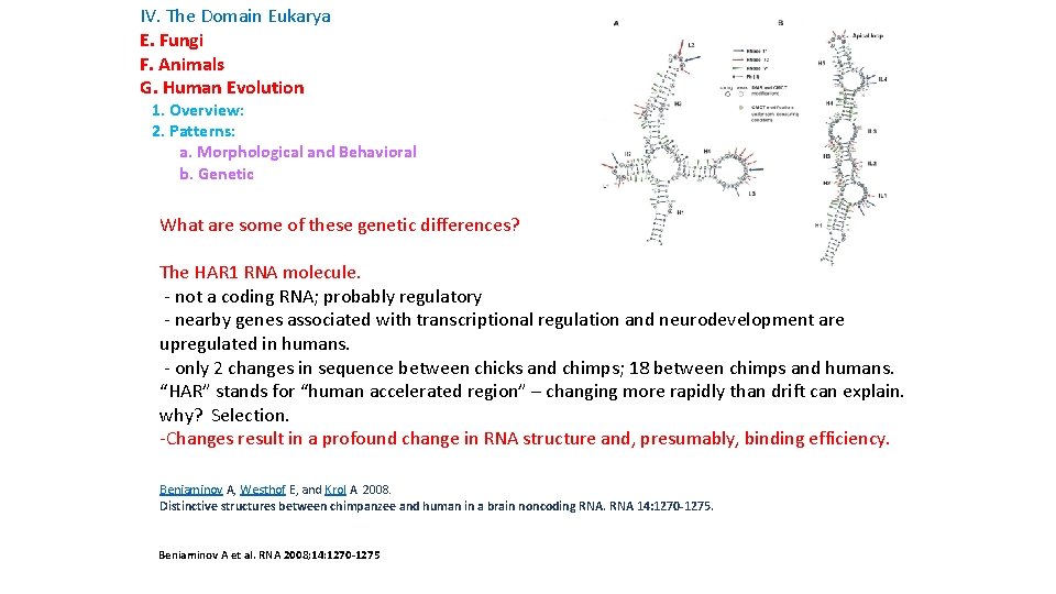 IV. The Domain Eukarya E. Fungi F. Animals G. Human Evolution 1. Overview: 2.