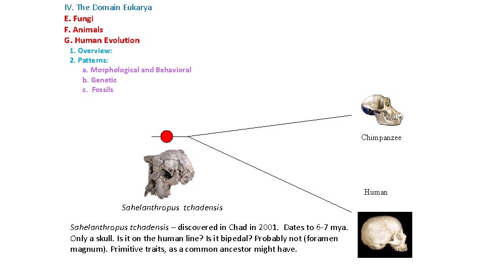 IV. The Domain Eukarya E. Fungi F. Animals G. Human Evolution 1. Overview: 2.