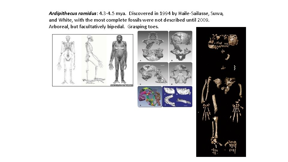 Ardipithecus ramidus: 4. 3 -4. 5 mya. Discovered in 1994 by Haile-Sailasse, Suwa, and