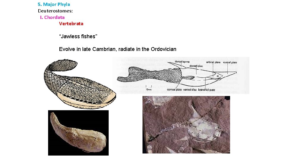 5. Major Phyla Deuterostomes: I. Chordata Vertebrata “Jawless fishes” Evolve in late Cambrian, radiate