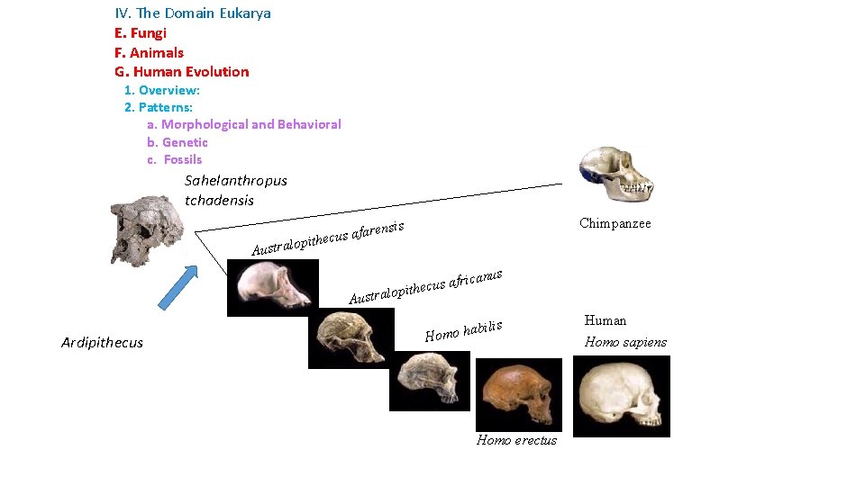 IV. The Domain Eukarya E. Fungi F. Animals G. Human Evolution 1. Overview: 2.