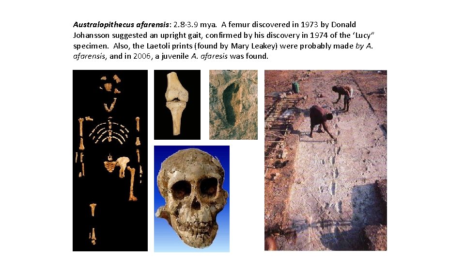 Australopithecus afarensis: 2. 8 -3. 9 mya. A femur discovered in 1973 by Donald