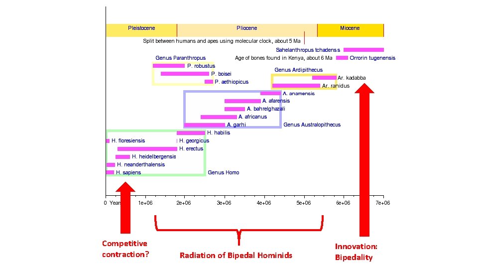 Competitive contraction? Radiation of Bipedal Hominids Innovation: Bipedality 
