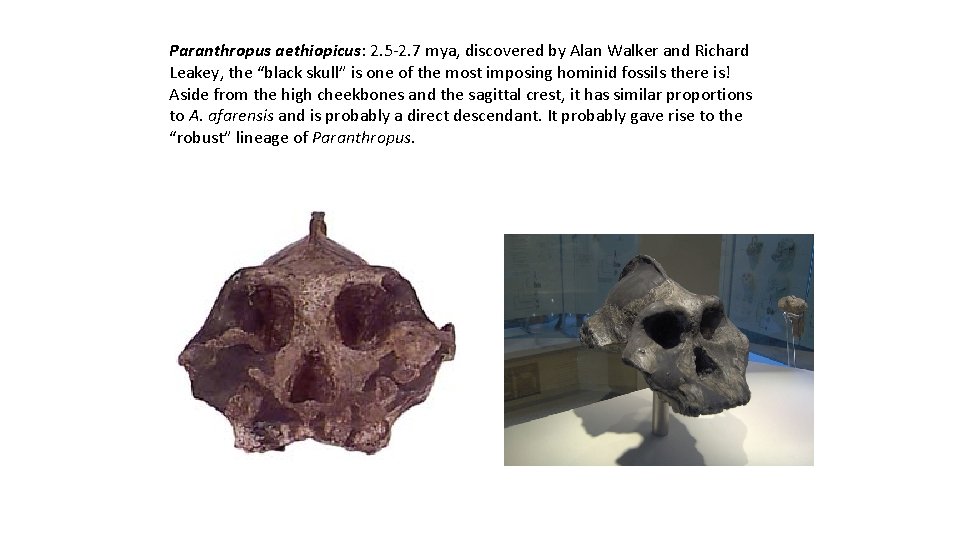 Paranthropus aethiopicus: 2. 5 -2. 7 mya, discovered by Alan Walker and Richard Leakey,