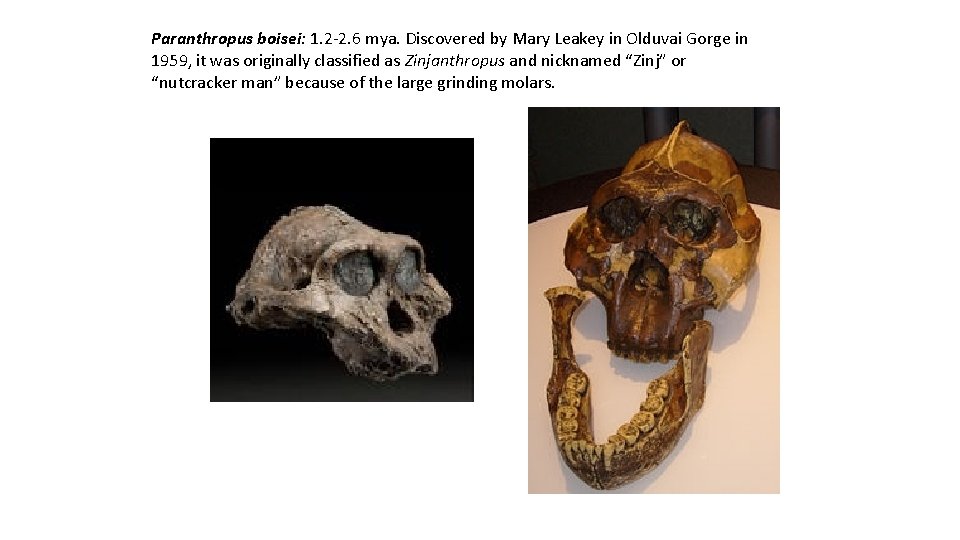 Paranthropus boisei: 1. 2 -2. 6 mya. Discovered by Mary Leakey in Olduvai Gorge