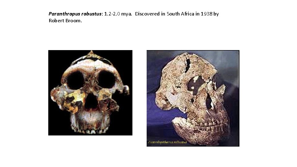 Paranthropus robustus: 1. 2 -2. 0 mya. Discovered in South Africa in 1938 by