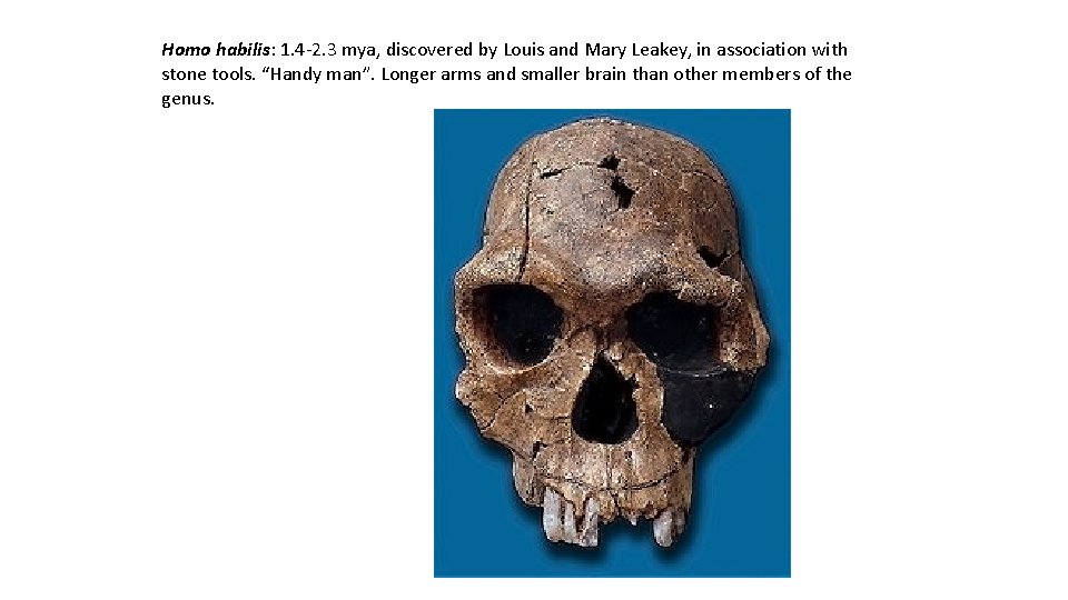 Homo habilis: 1. 4 -2. 3 mya, discovered by Louis and Mary Leakey, in