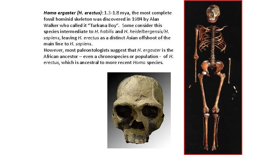 Homo ergaster (H. erectus): 1. 3 -1. 8 mya, the most complete fossil hominid