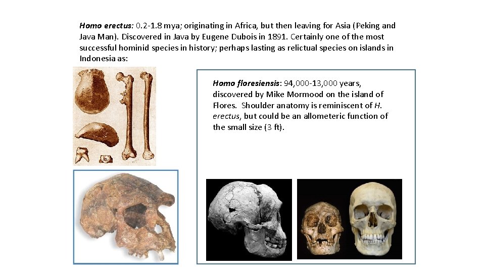 Homo erectus: 0. 2 -1. 8 mya; originating in Africa, but then leaving for