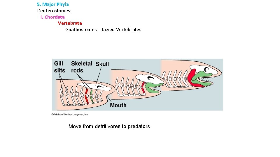5. Major Phyla Deuterostomes: l. Chordata Vertebrata Gnathostomes – Jawed Vertebrates Move from detritivores