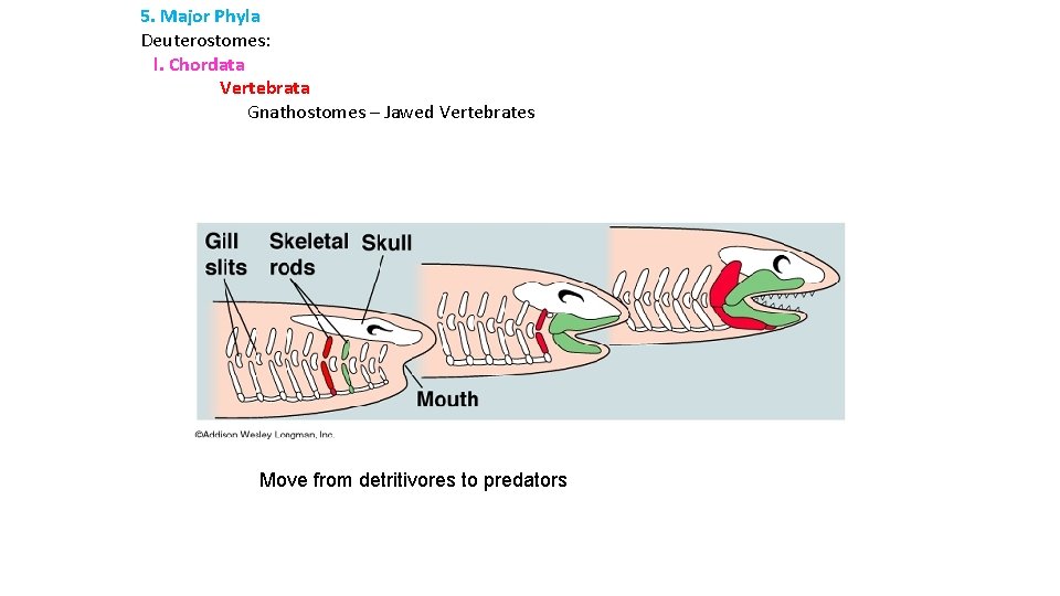 5. Major Phyla Deuterostomes: l. Chordata Vertebrata Gnathostomes – Jawed Vertebrates Move from detritivores