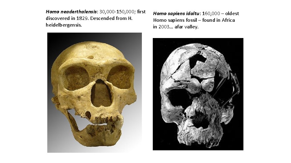 Homo neaderthalensis: 30, 000 -150, 000; first discovered in 1829. Descended from H. heidelbergensis.