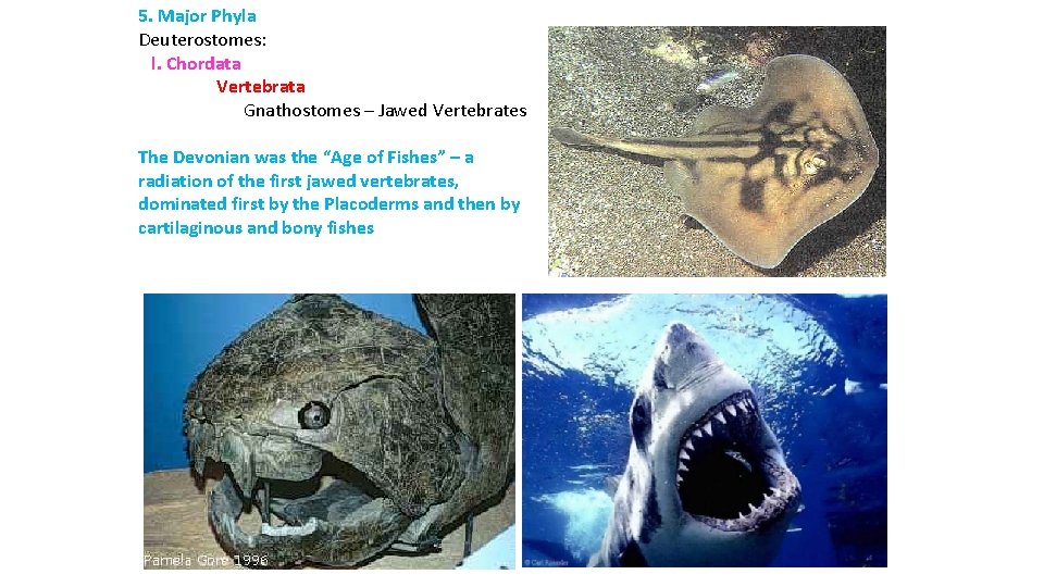 5. Major Phyla Deuterostomes: l. Chordata Vertebrata Gnathostomes – Jawed Vertebrates The Devonian was