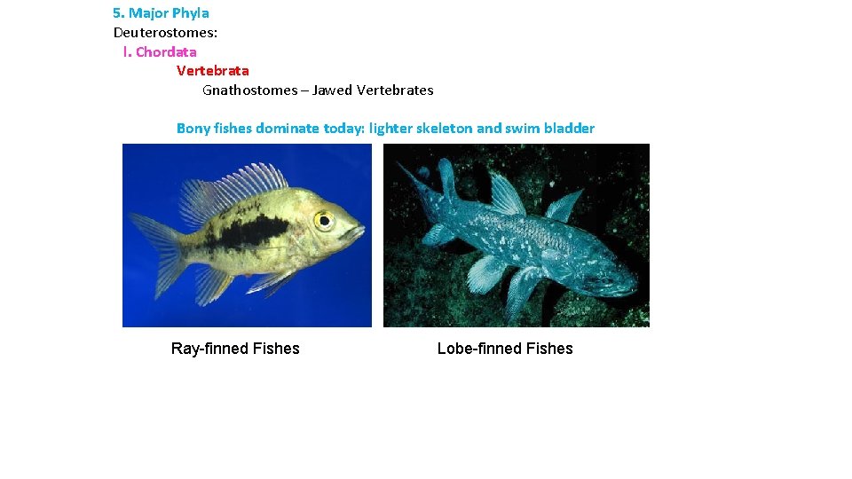 5. Major Phyla Deuterostomes: l. Chordata Vertebrata Gnathostomes – Jawed Vertebrates Bony fishes dominate