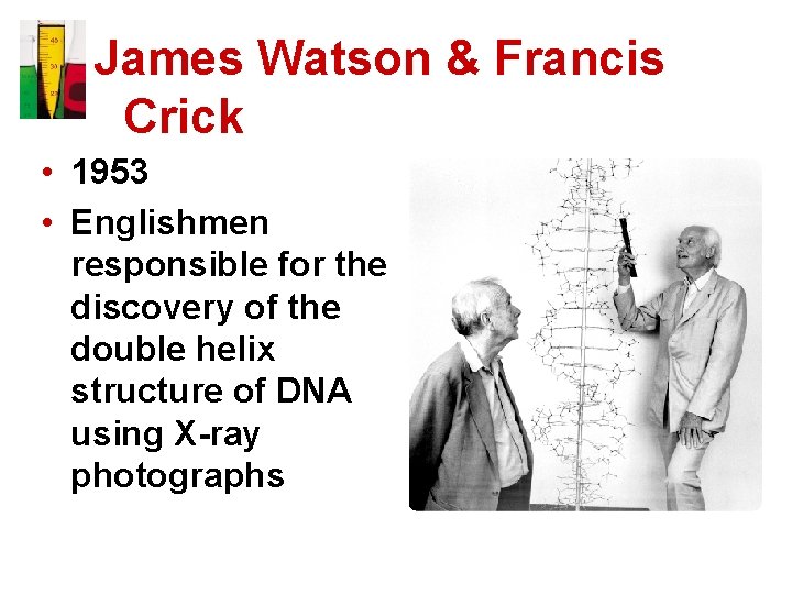 James Watson & Francis Crick • 1953 • Englishmen responsible for the discovery of